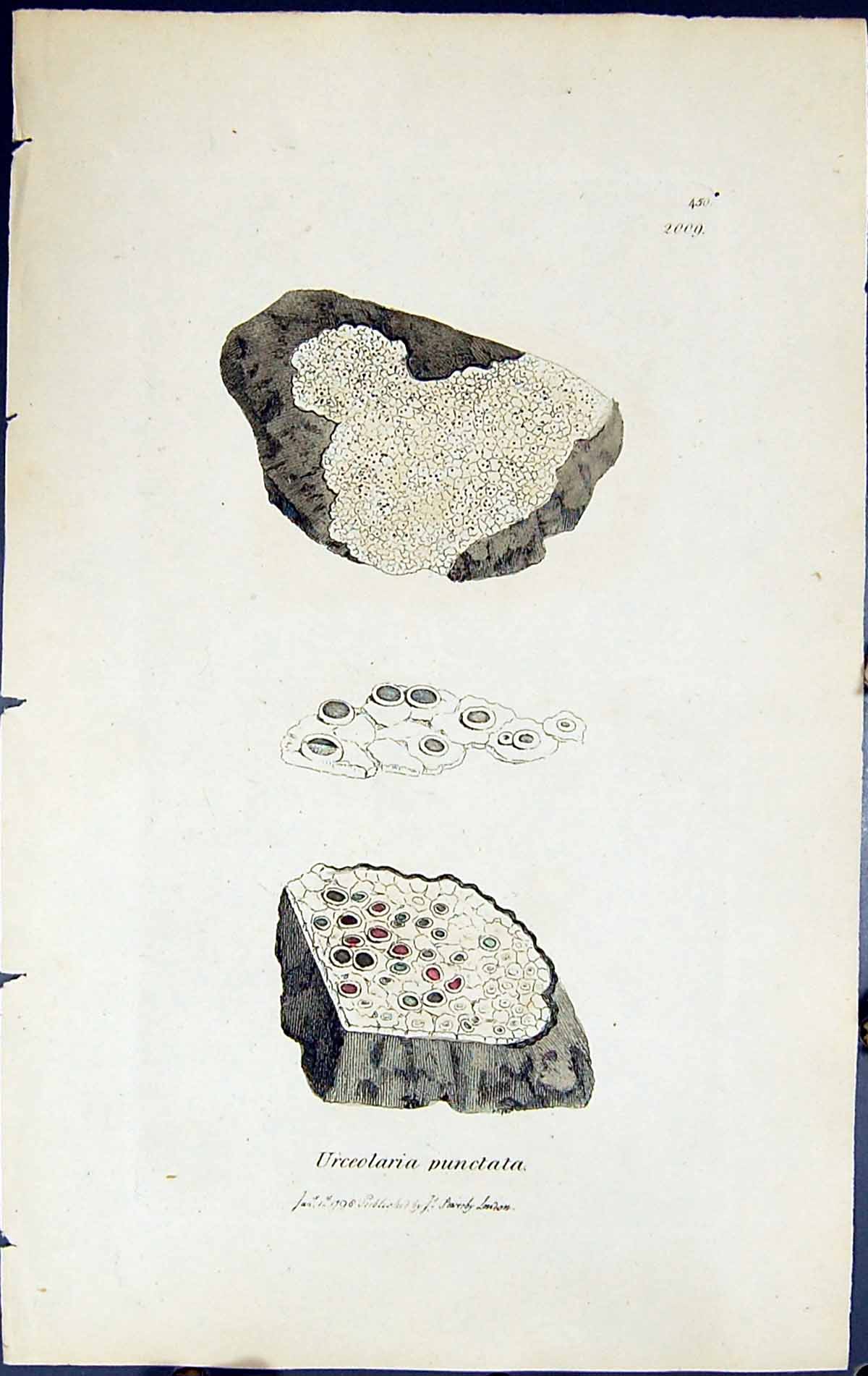 Antique Print Urceolaria Punctata British Plants Botany 1843 Sowerby Smith 19th