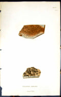 Antique Print Urceolaria Rusescens British Plants Botany 1843 Sowerby Smith