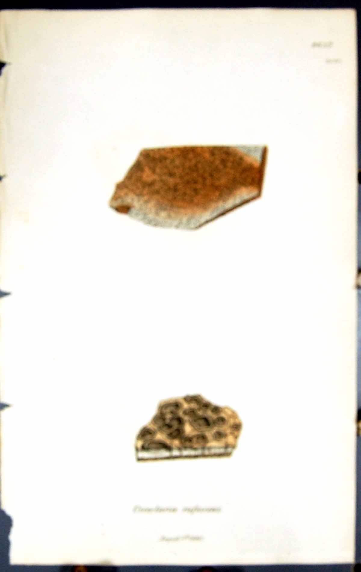 Antique Print Urceolaria Rusescens British Plants Botany 1843 Sowerby Smith