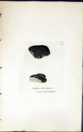 Antique Print Lecidea Atro-Cinerea British Plants Botany 1843 Sowerby Smith