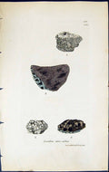 Antique Old Print Lecidea Atro-Alba British Plants Botany 1843 Sowerby Smith