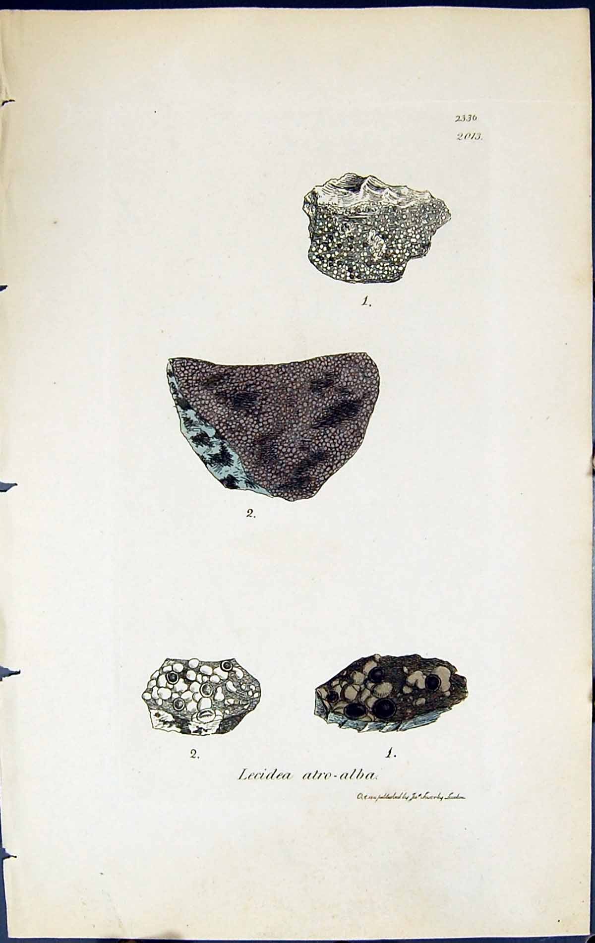 Antique Old Print Lecidea Atro-Alba British Plants Botany 1843 Sowerby Smith