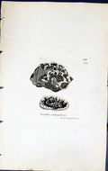 Antique Print Lecidea Verruculosa British Plants Botany 1843 Sowerby Smith 19th