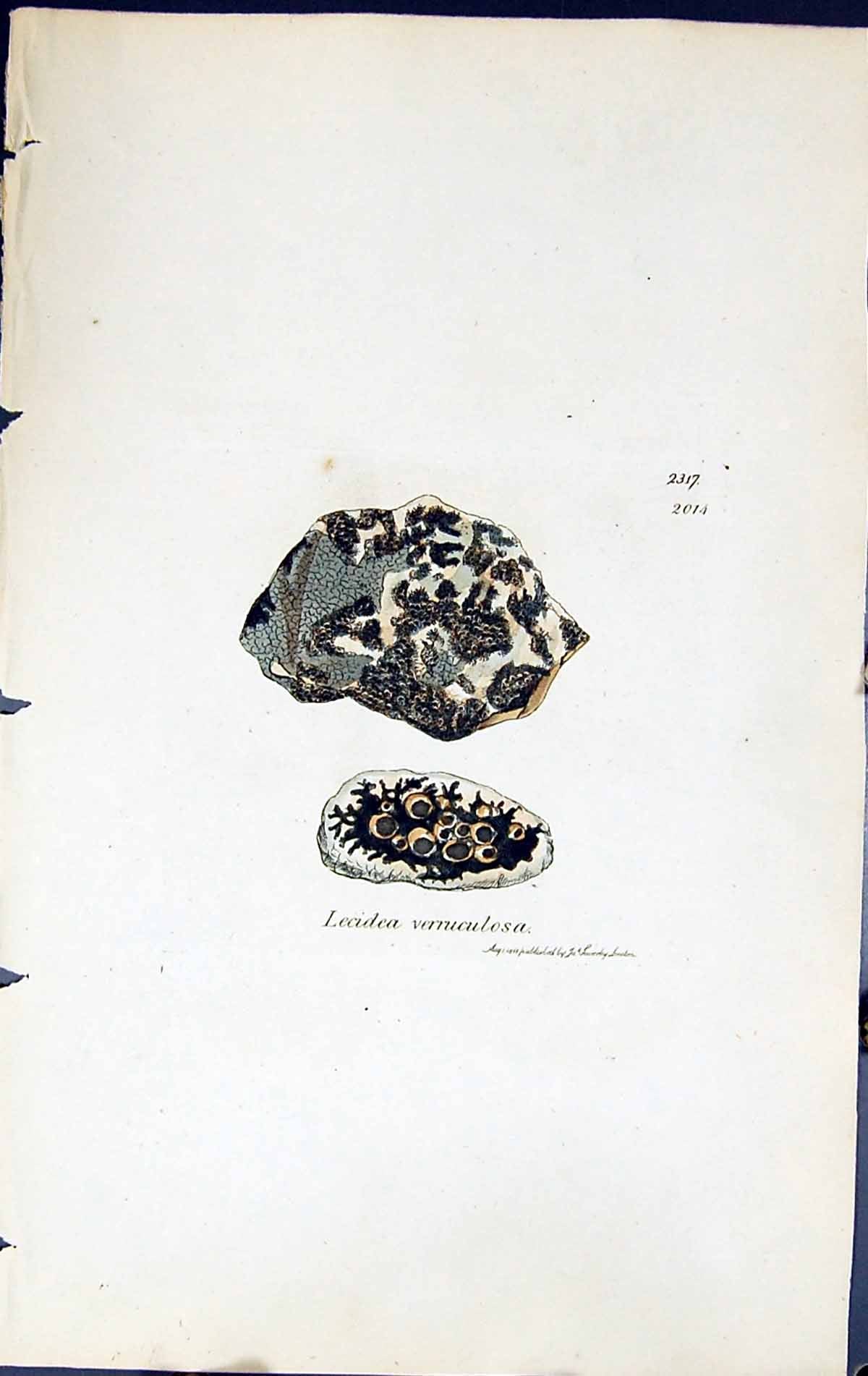 Antique Print Lecidea Verruculosa British Plants Botany 1843 Sowerby Smith 19th