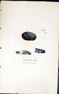 Antique Old Print Lecidea Fusco-Atra British Plants Botany 1843 Sowerby Smith