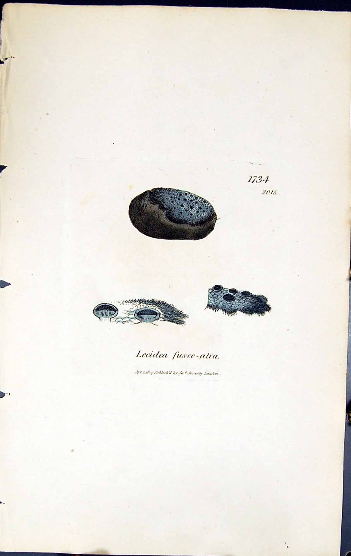 Antique Old Print Lecidea Fusco-Atra British Plants Botany 1843 Sowerby Smith