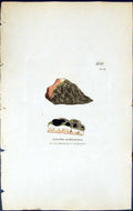Antique Old Print Lecidea Cechumena British Plants Botany 1843 Sowerby Smith