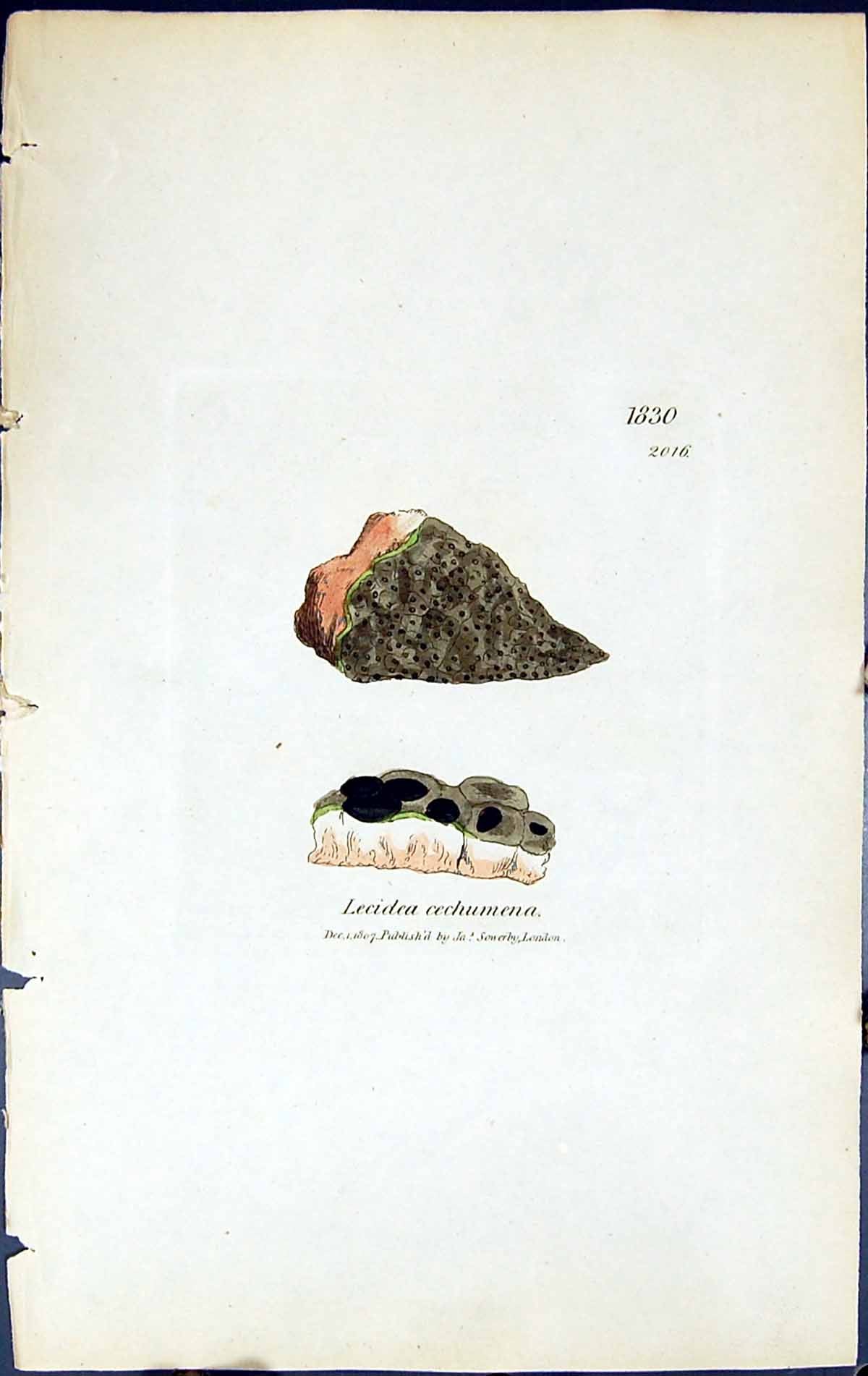 Antique Old Print Lecidea Cechumena British Plants Botany 1843 Sowerby Smith
