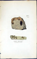 Antique Old Print Lecidea Athrocarpa British Plants Botany 1843 Sowerby Smith