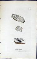 Antique Old Print Lecidea Petraea British Plants Botany 1843 Sowerby Smith 19th
