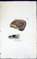 Antique Old Print Lecidea Confluens British Plants Botany 1843 Sowerby Smith