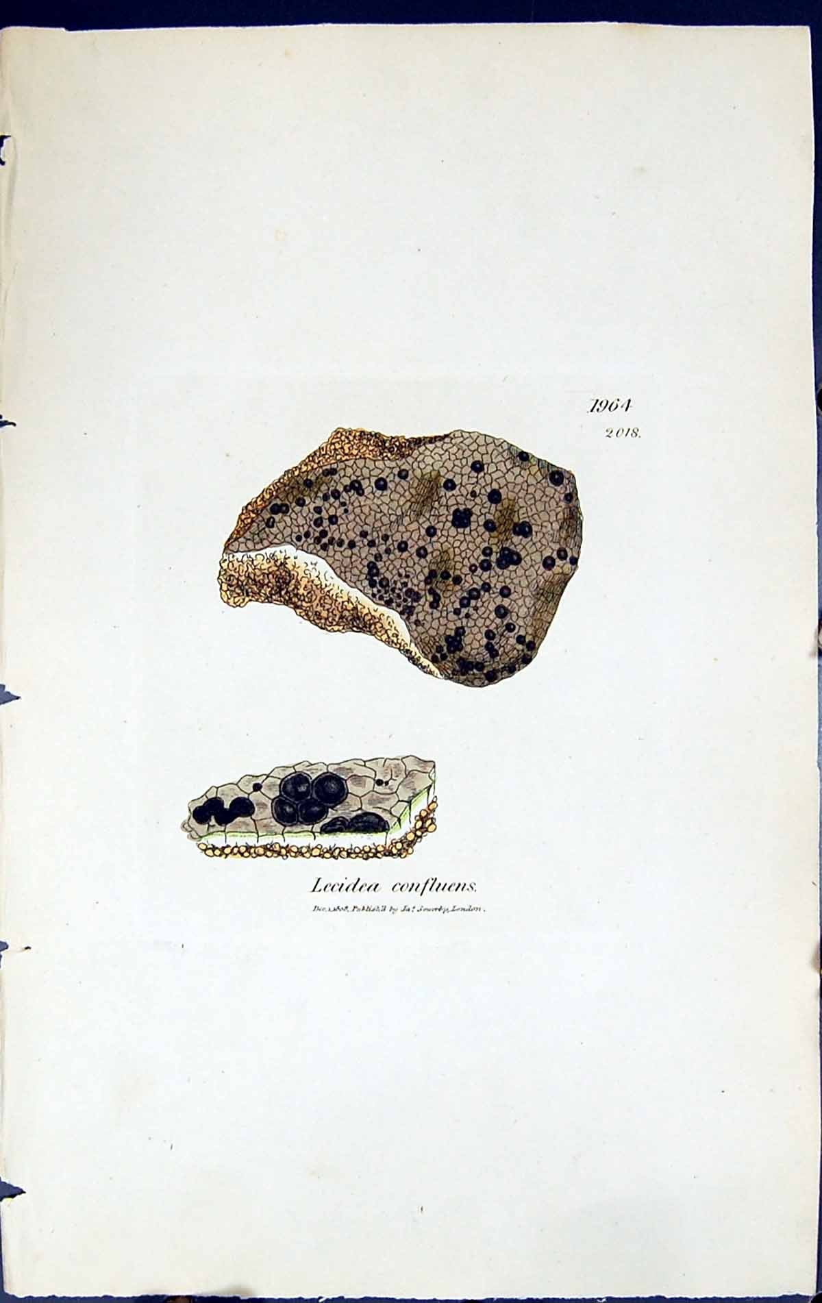 Antique Old Print Lecidea Confluens British Plants Botany 1843 Sowerby Smith