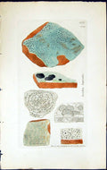Antique Old Print Lecidea Lapicida British Plants Botany 1843 Sowerby Smith
