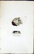 Antique Old Print Lecidea Diacapsis British Plants Botany 1843 Sowerby Smith
