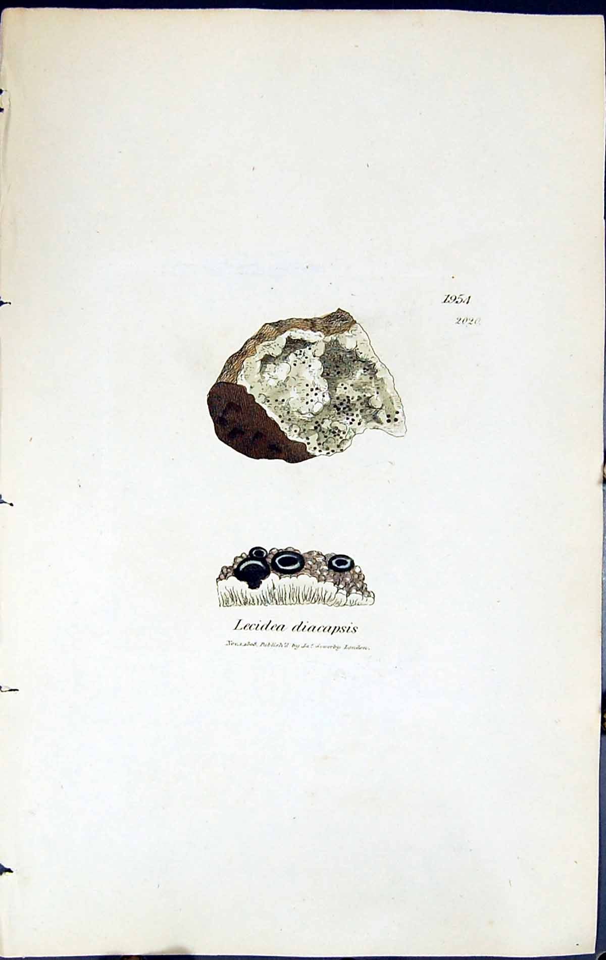 Antique Old Print Lecidea Diacapsis British Plants Botany 1843 Sowerby Smith