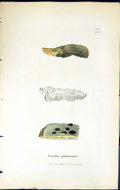 Antique Old Print Lecidea Parasema British Plants Botany 1843 Sowerby Smith