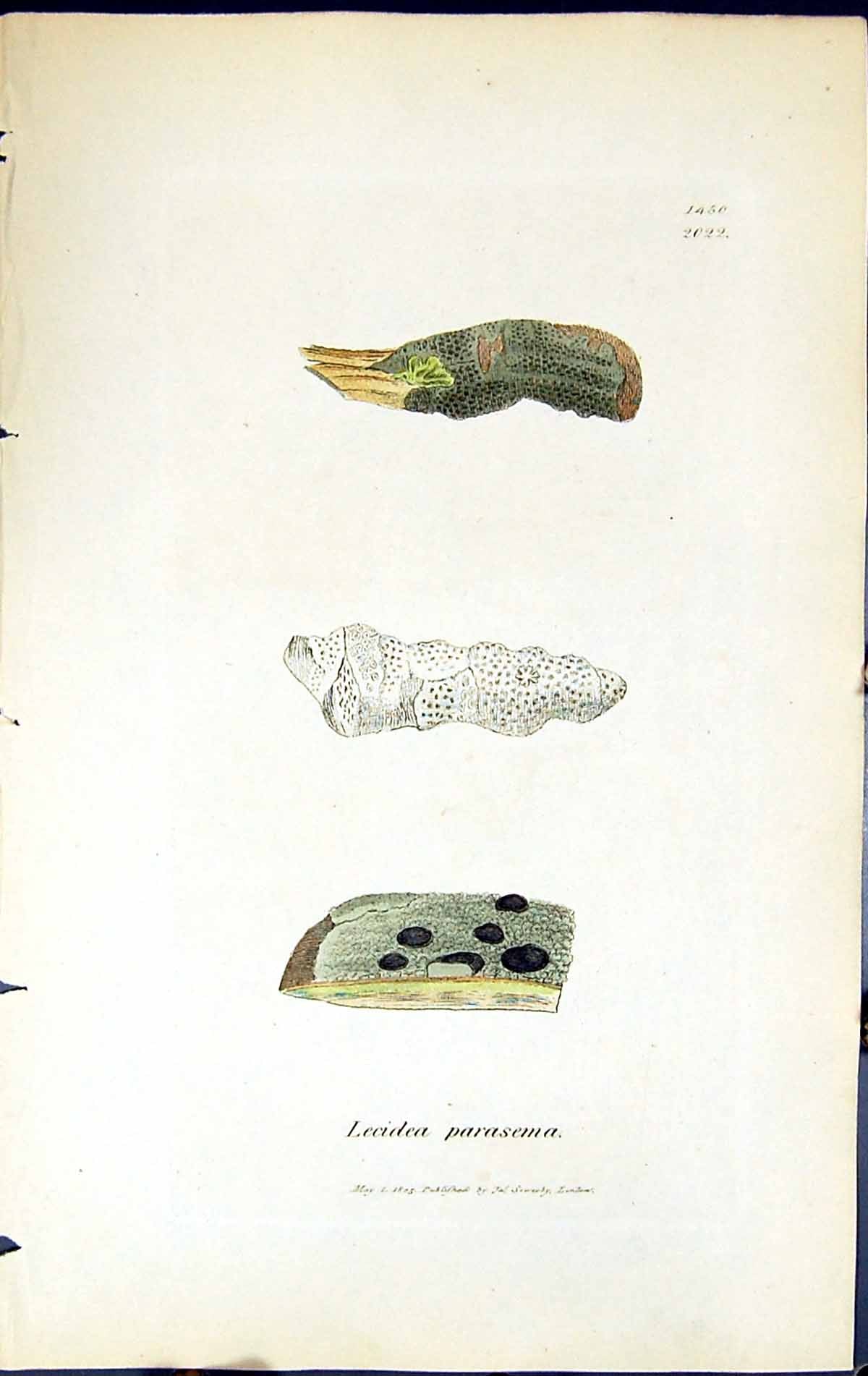 Antique Old Print Lecidea Parasema British Plants Botany 1843 Sowerby Smith