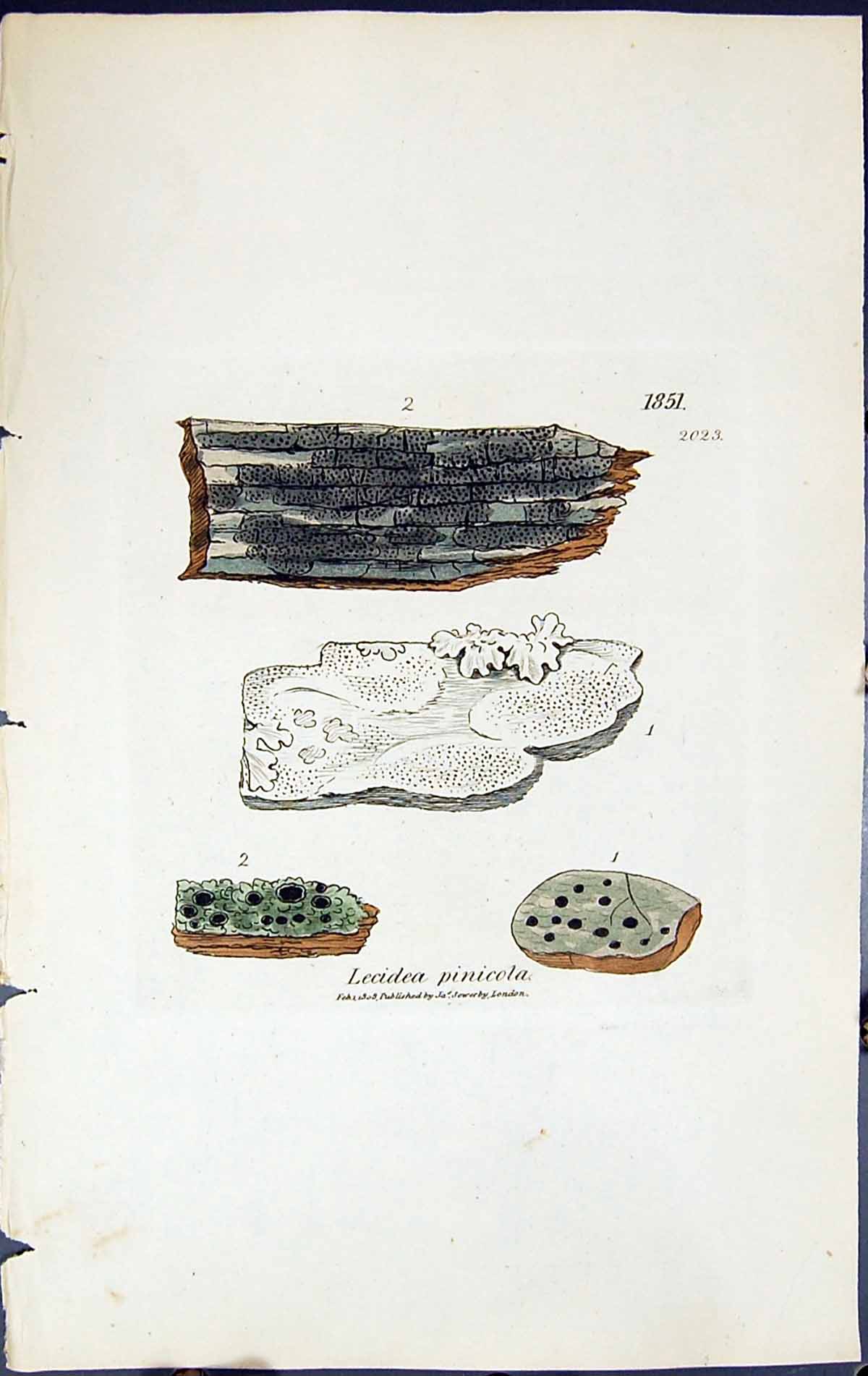 Antique Old Print Lecidea Pinicola British Plants Botany 1843 Sowerby Smith