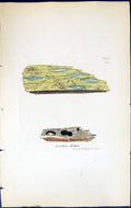 Antique Print Lecidea Dubia British Plants Botany 1843 Sowerby Smith Colour