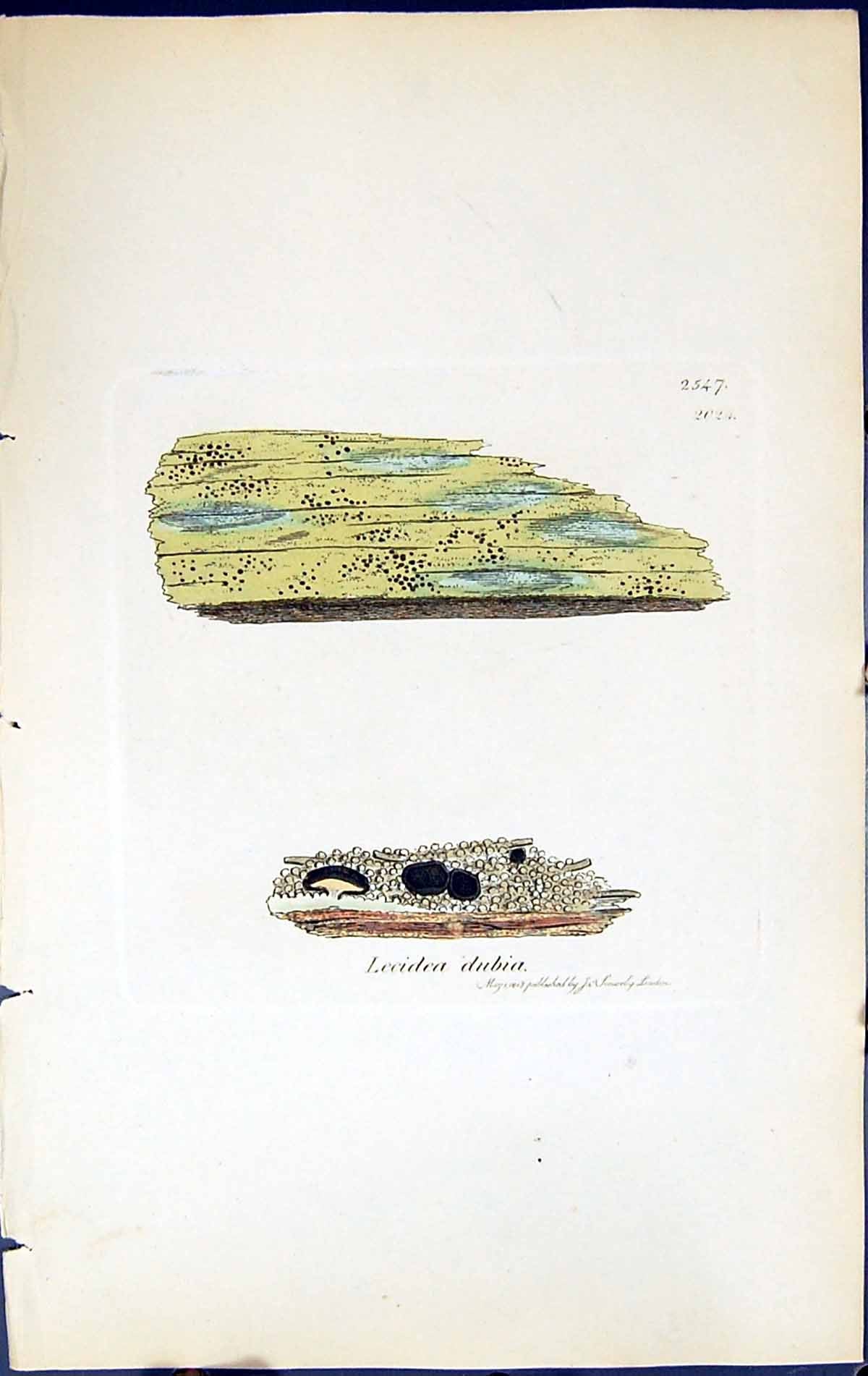 Antique Print Lecidea Dubia British Plants Botany 1843 Sowerby Smith Colour