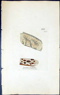Antique Old Print Lecidea Griffithii British Plants Botany 1843 Sowerby Smith