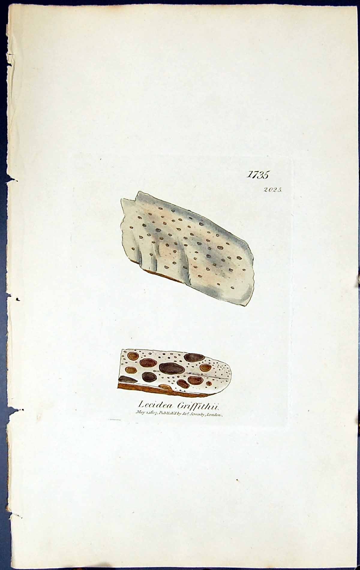Antique Old Print Lecidea Griffithii British Plants Botany 1843 Sowerby Smith