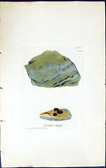 Antique Print Lecidea Gagei British Plants Botany 1843 Sowerby Smith Colour