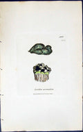 Antique Old Print Lecidea Aromatica British Plants Botany 1843 Sowerby Smith