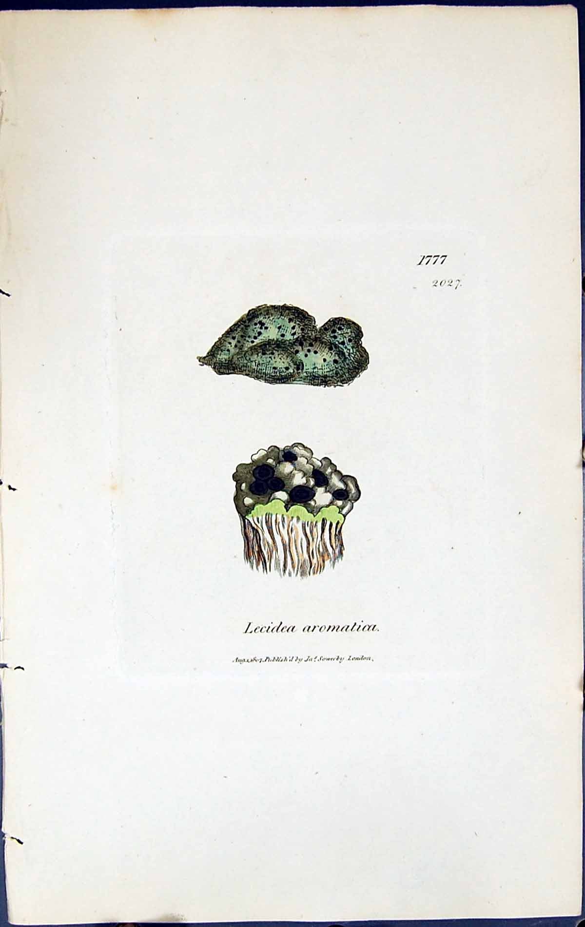 Antique Old Print Lecidea Aromatica British Plants Botany 1843 Sowerby Smith
