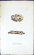Antique Print Lecidea Sanguinaria British Plants Botany 1843 Sowerby Smith 19th