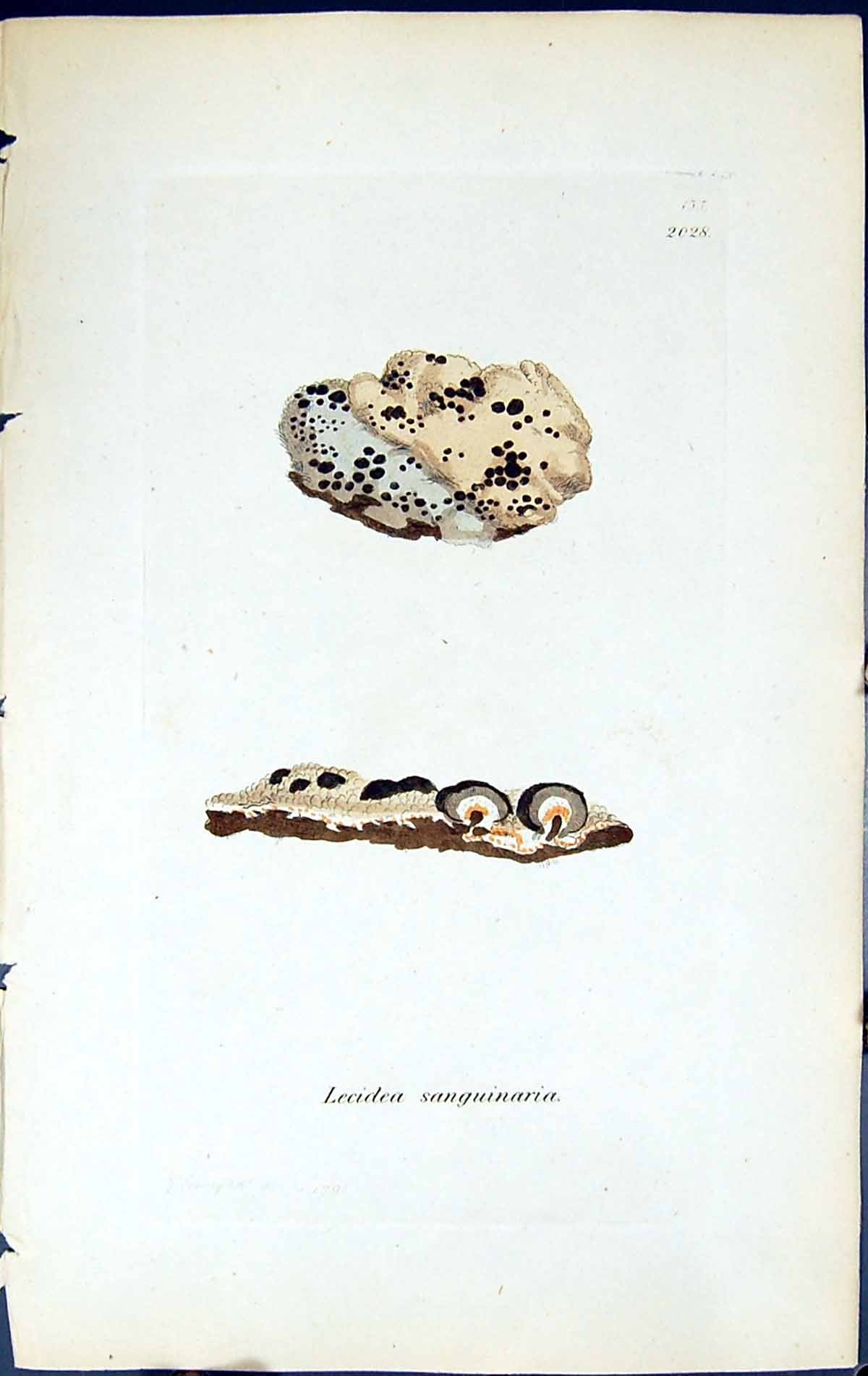 Antique Print Lecidea Sanguinaria British Plants Botany 1843 Sowerby Smith 19th