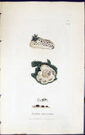 Antique Old Print Lecidea Muscorum British Plants Botany 1843 Sowerby Smith
