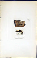 Antique Print Lecidea Viridi Atra British Plants Botany 1843 Sowerby Smith 19th