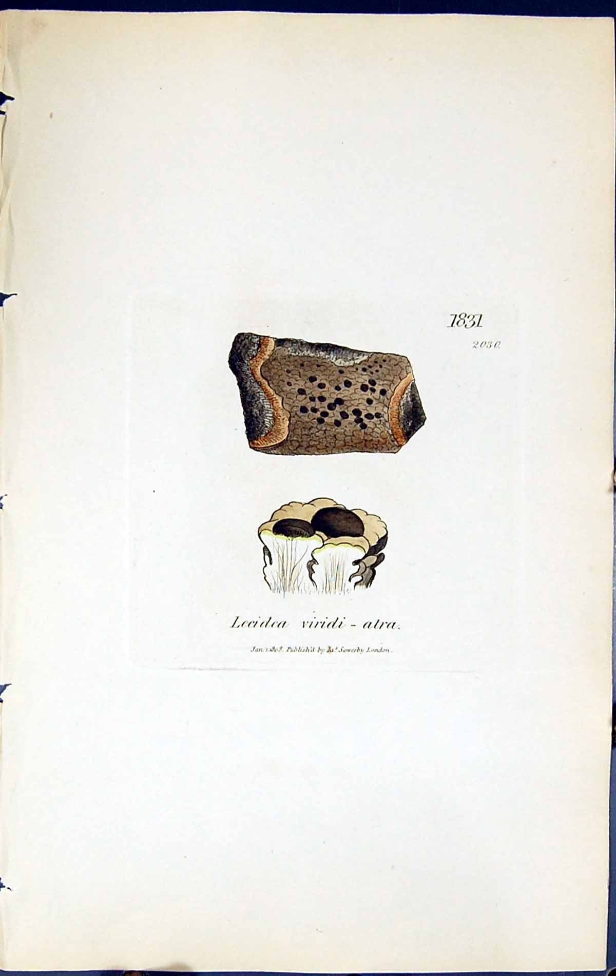 Antique Print Lecidea Viridi Atra British Plants Botany 1843 Sowerby Smith 19th