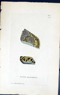 Antique Print Lecidea Geographica British Plants Botany 1843 Sowerby Smith 19th