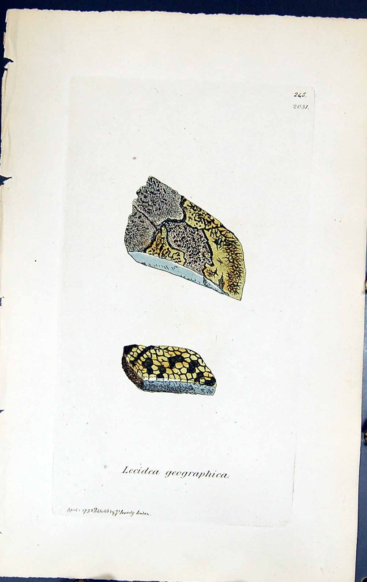 Antique Print Lecidea Geographica British Plants Botany 1843 Sowerby Smith 19th