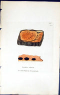 Antique Old Print Lecidea Silacea British Plants Botany 1843 Sowerby Smith 19th