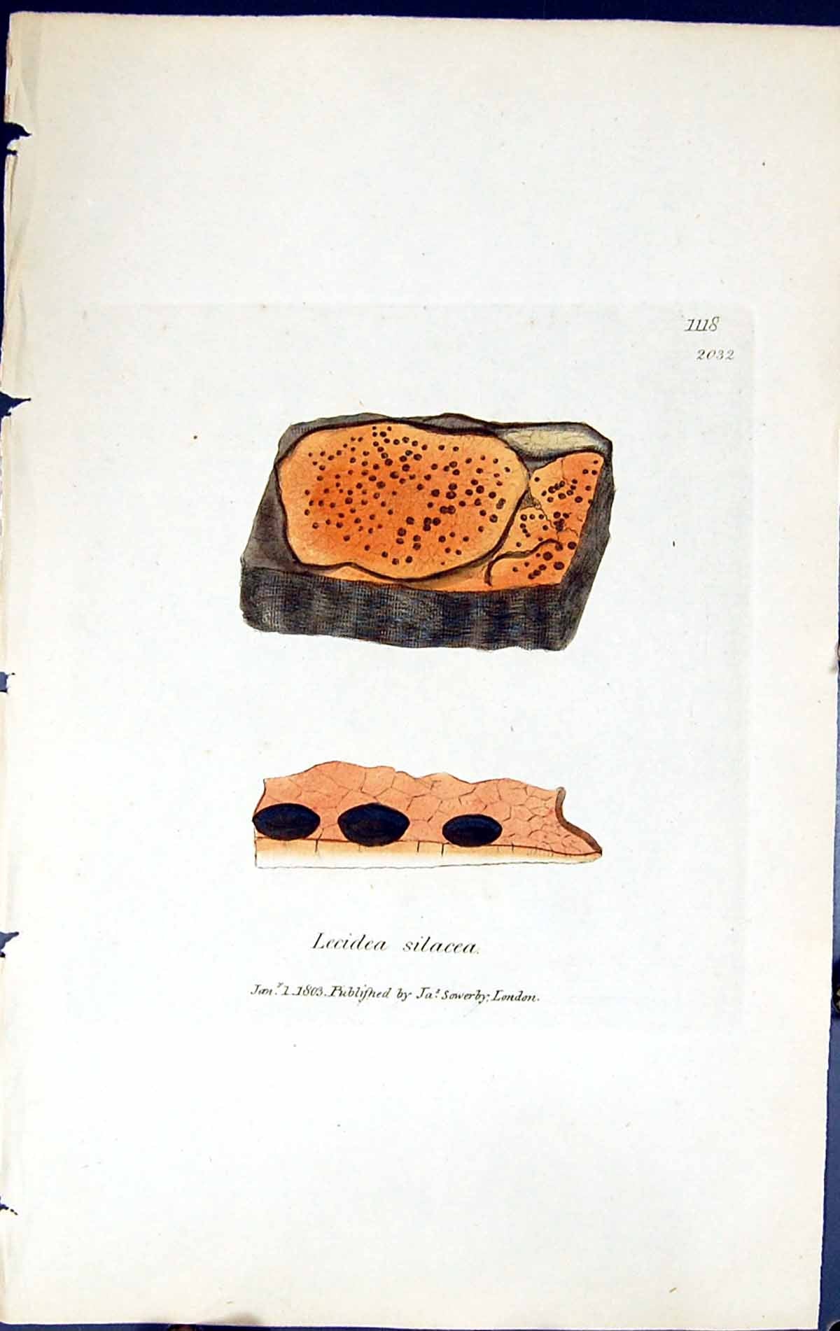 Antique Old Print Lecidea Silacea British Plants Botany 1843 Sowerby Smith 19th