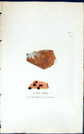 Old Print Lecidea Oederi British Plants Botany 1843 Sowerby Smith Colour 19th