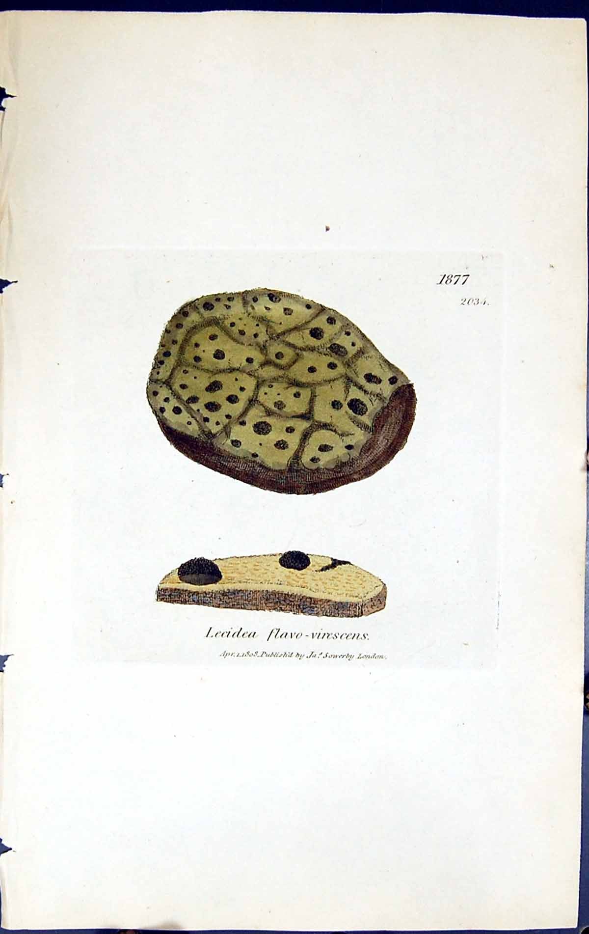 Old Lecidea Flave-Virescens British Plants Botany 1843 Sowerby Smith Victorian