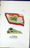 Antique Old Print Lecidea Scabrosa British Plants Botany 1843 Sowerby Smith