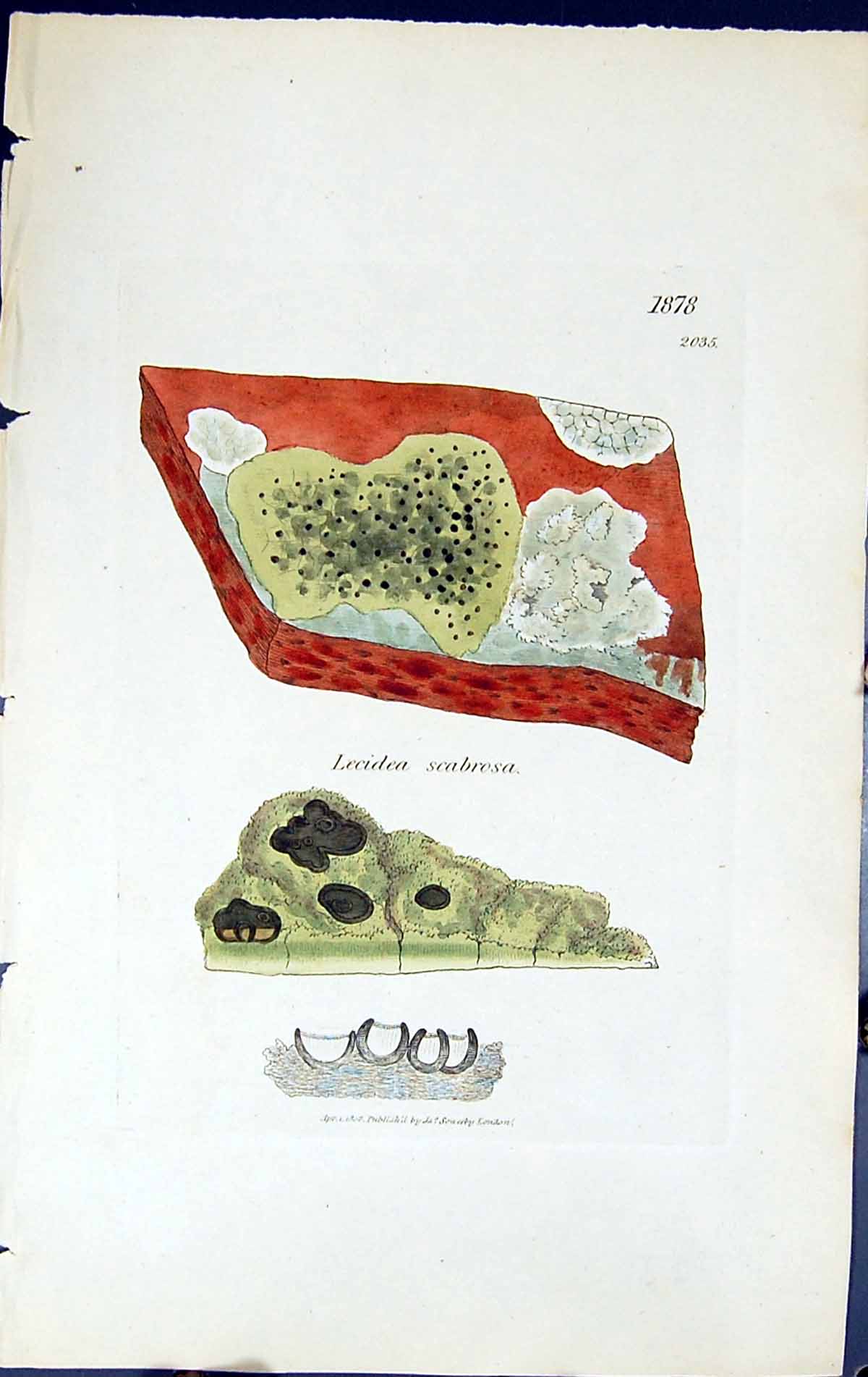 Antique Old Print Lecidea Scabrosa British Plants Botany 1843 Sowerby Smith