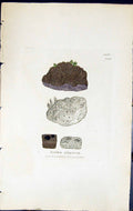 Antique Old Print Lecidea Uliginosa British Plants Botany 1843 Sowerby Smith
