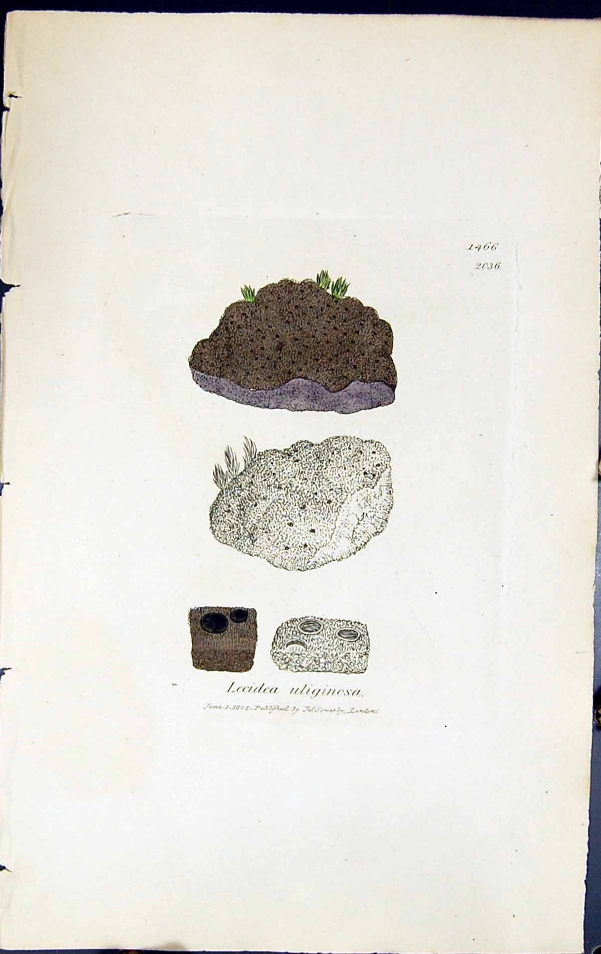 Antique Old Print Lecidea Uliginosa British Plants Botany 1843 Sowerby Smith