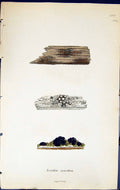 Antique Old Print Lecidea Synothea British Plants Botany 1843 Sowerby Smith