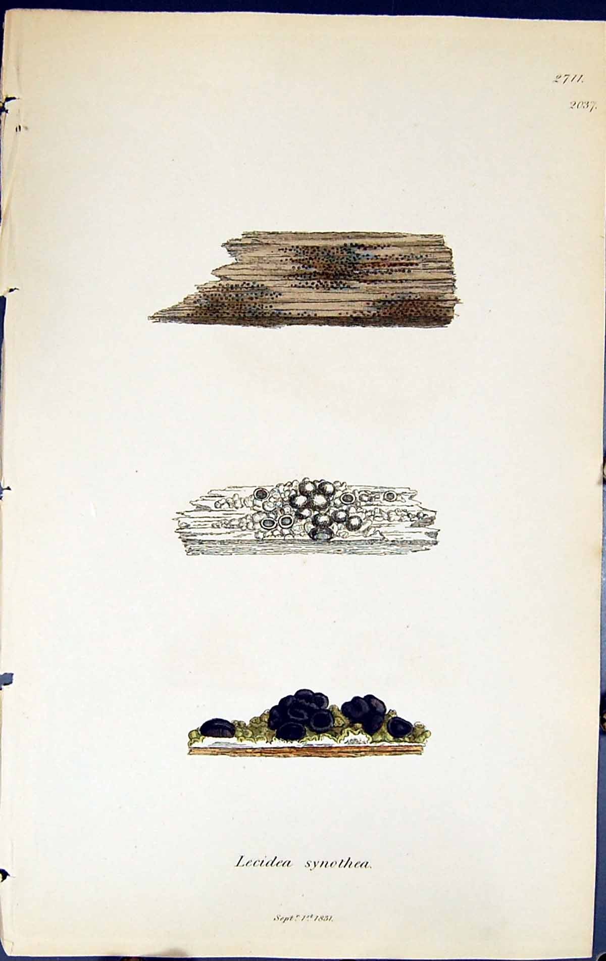 Antique Old Print Lecidea Synothea British Plants Botany 1843 Sowerby Smith