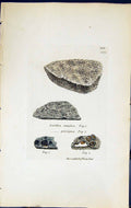 Old Lecidea Simplex Privigna British Plants Botany 1843 Sowerby Smith Victorian