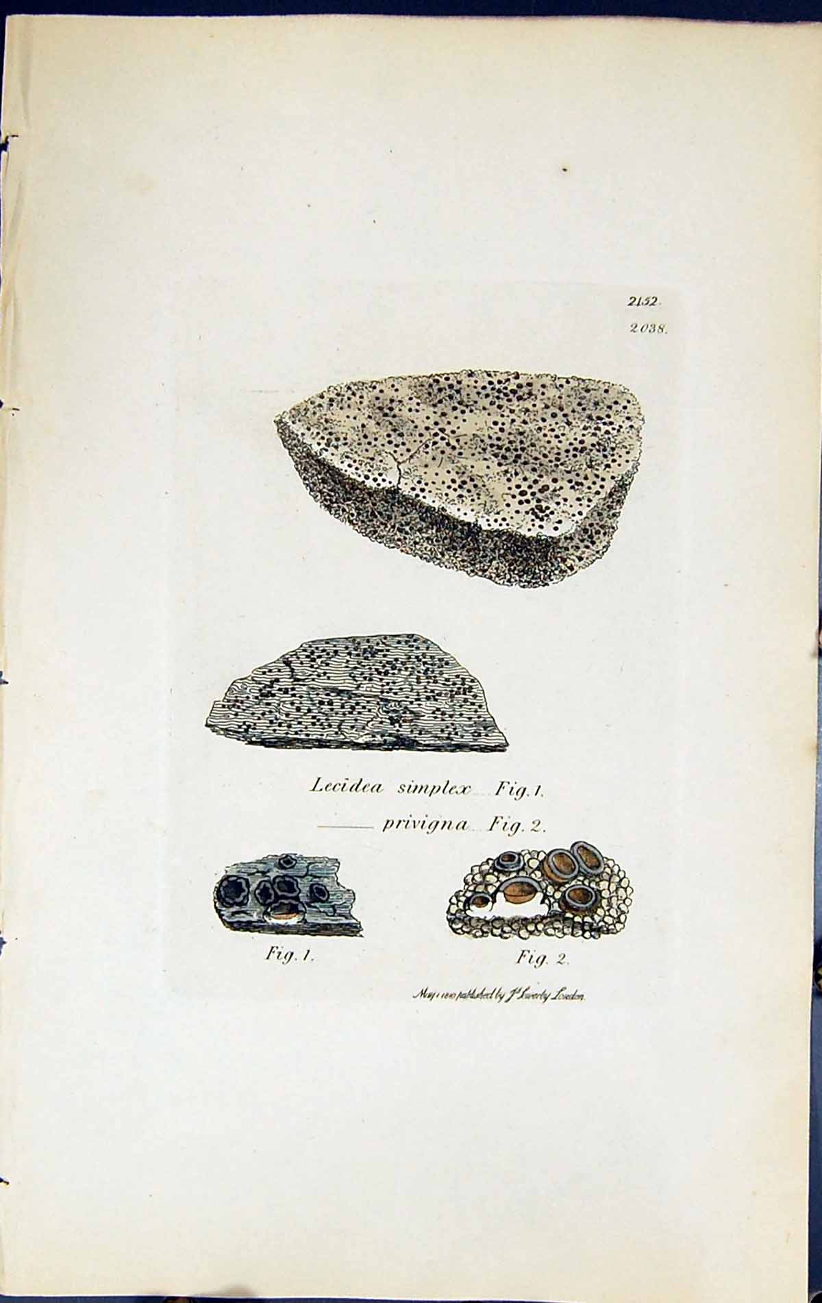 Old Lecidea Simplex Privigna British Plants Botany 1843 Sowerby Smith Victorian