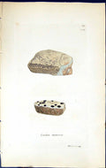 Antique Old Print Lecidea Immersa British Plants Botany 1843 Sowerby Smith 19th