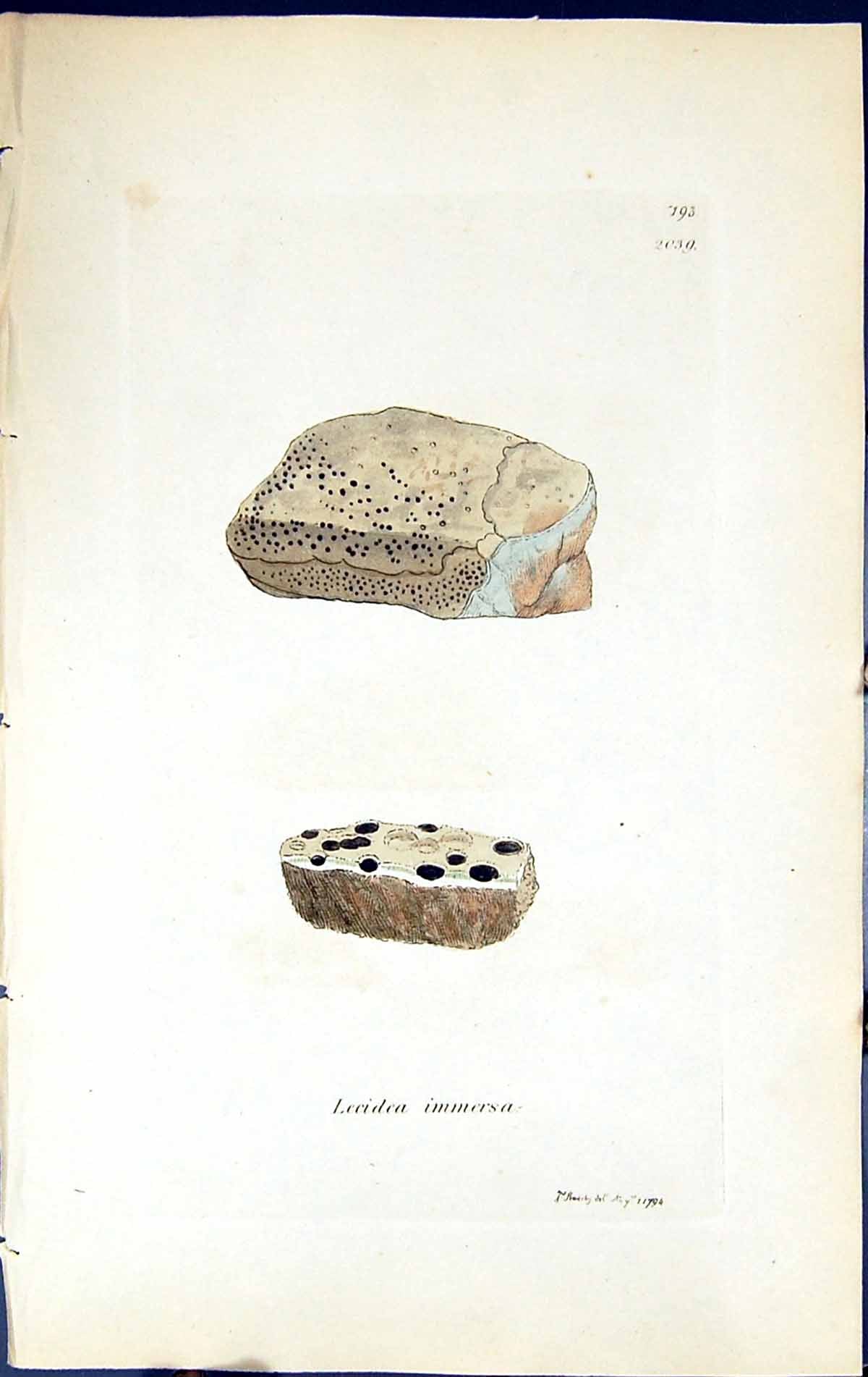 Antique Old Print Lecidea Immersa British Plants Botany 1843 Sowerby Smith 19th